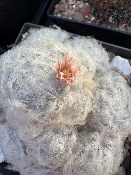 Mammillaria plumosa